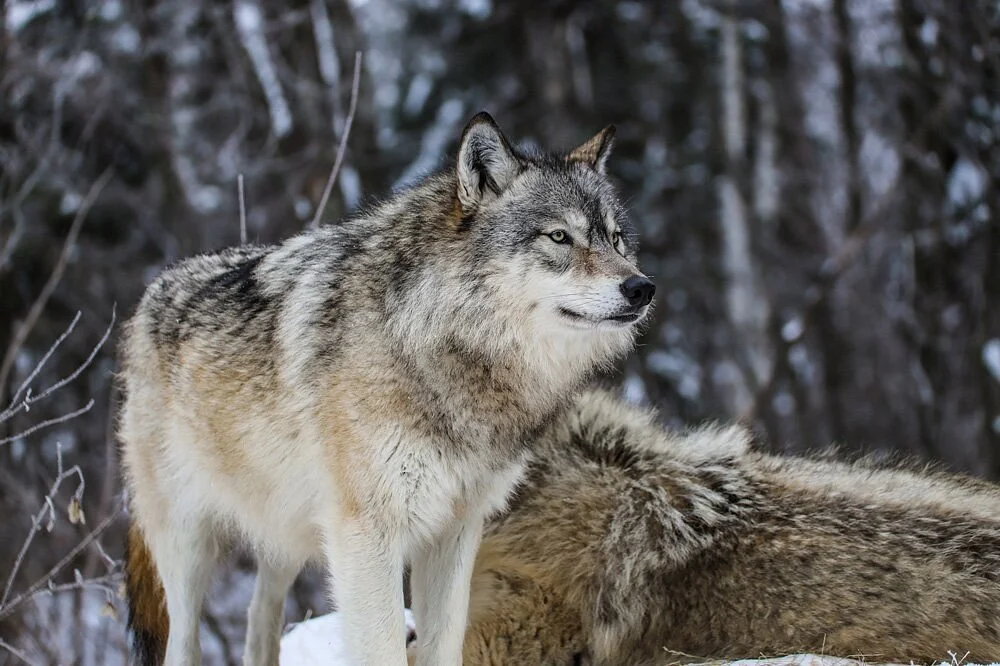 International Wolf Center