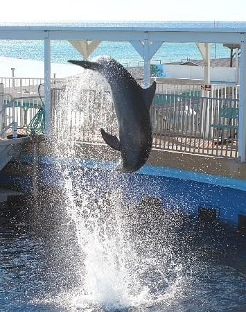Gulfarium Marine Adventure Park