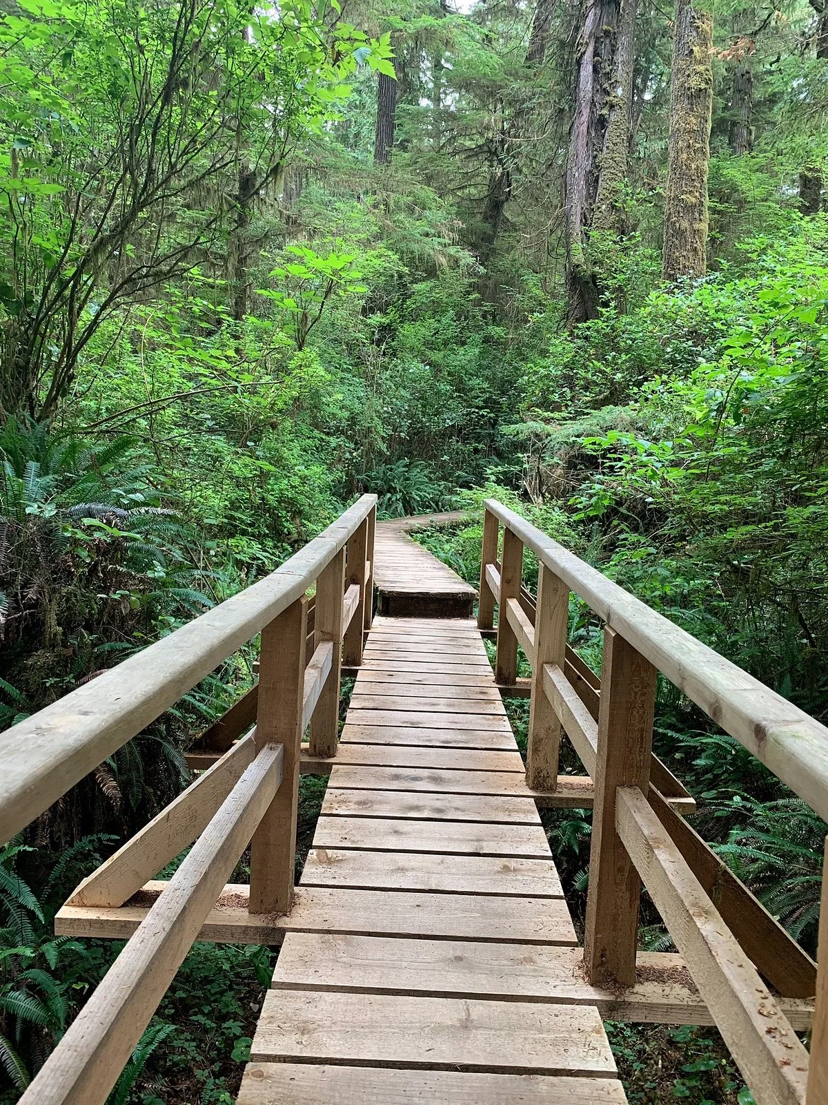 Rainforest Trail
