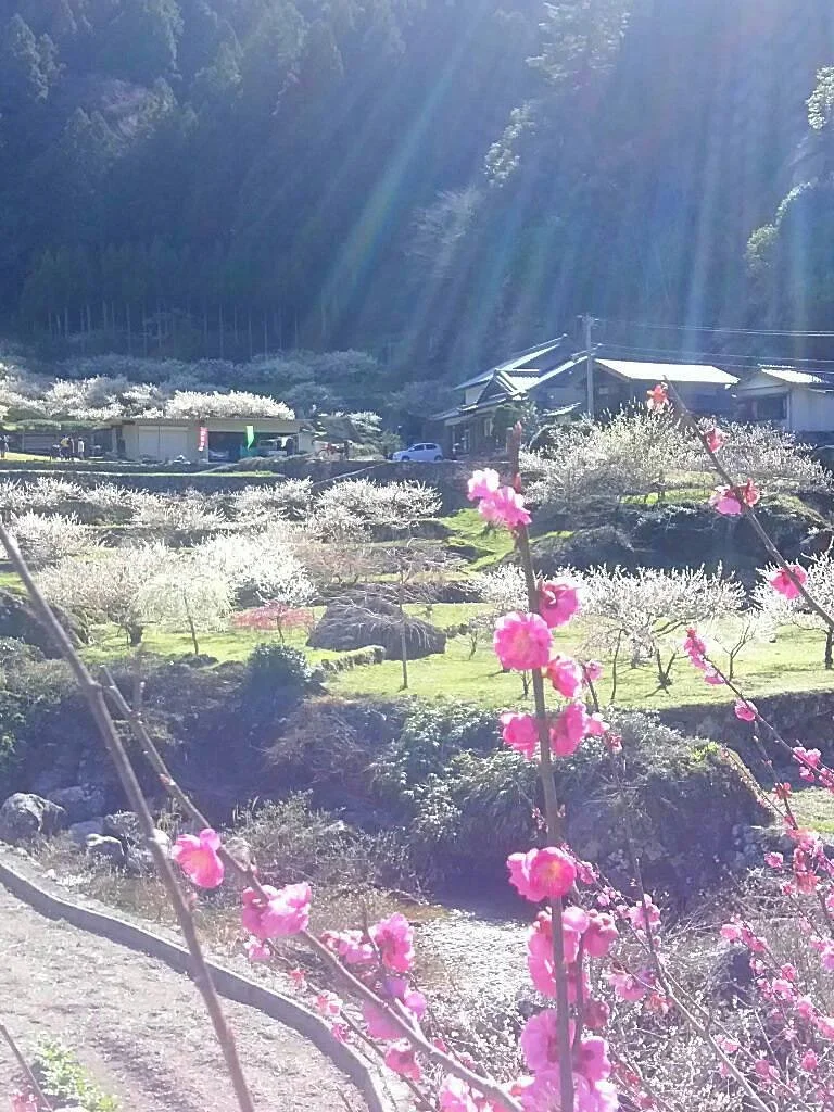 Kaore Plum Garden