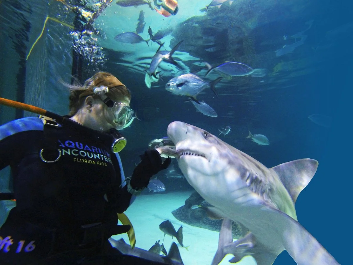 Florida Keys Aquarium Encounters