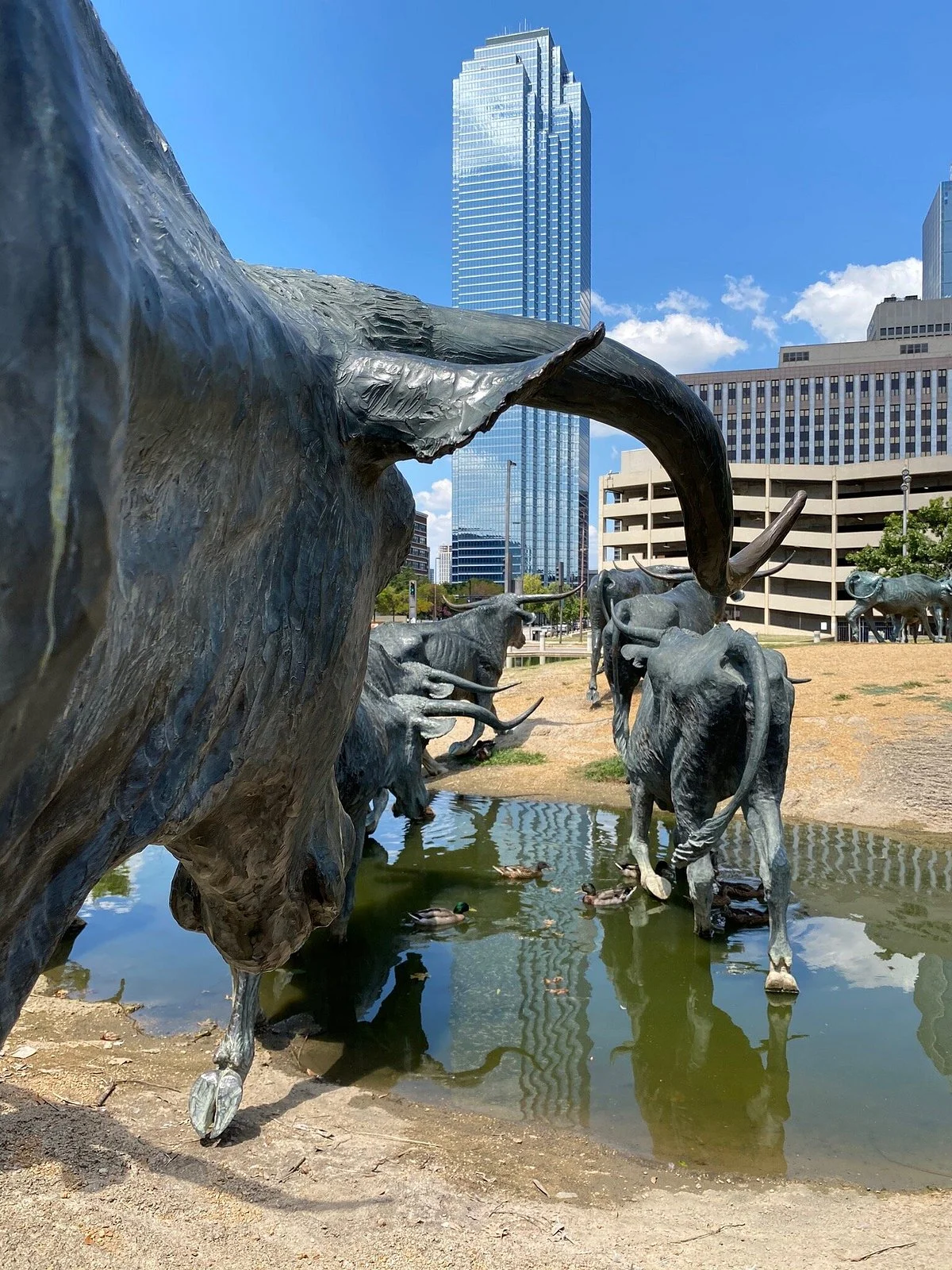 Dallas Cattle Drive Sculptures