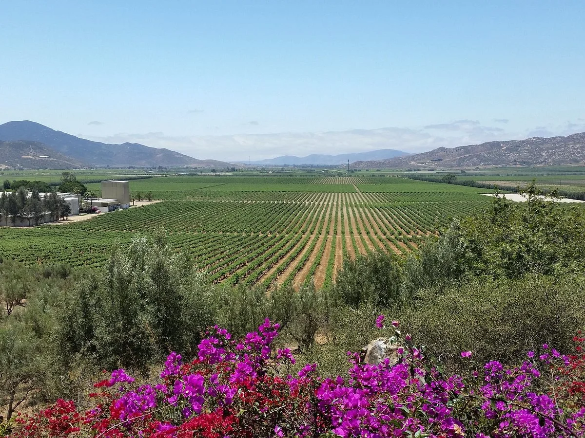 L.A. Cetto Boutique Valle de Guadalupe