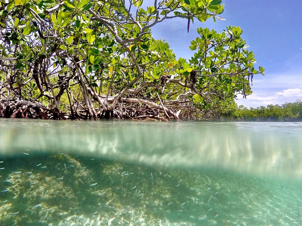 Gilligan's Island