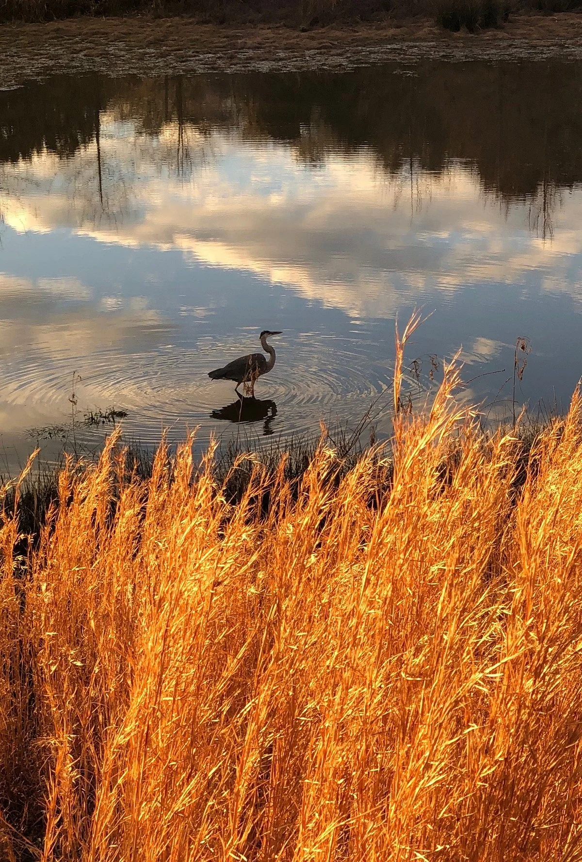 South Carolina Botanical Gardens
