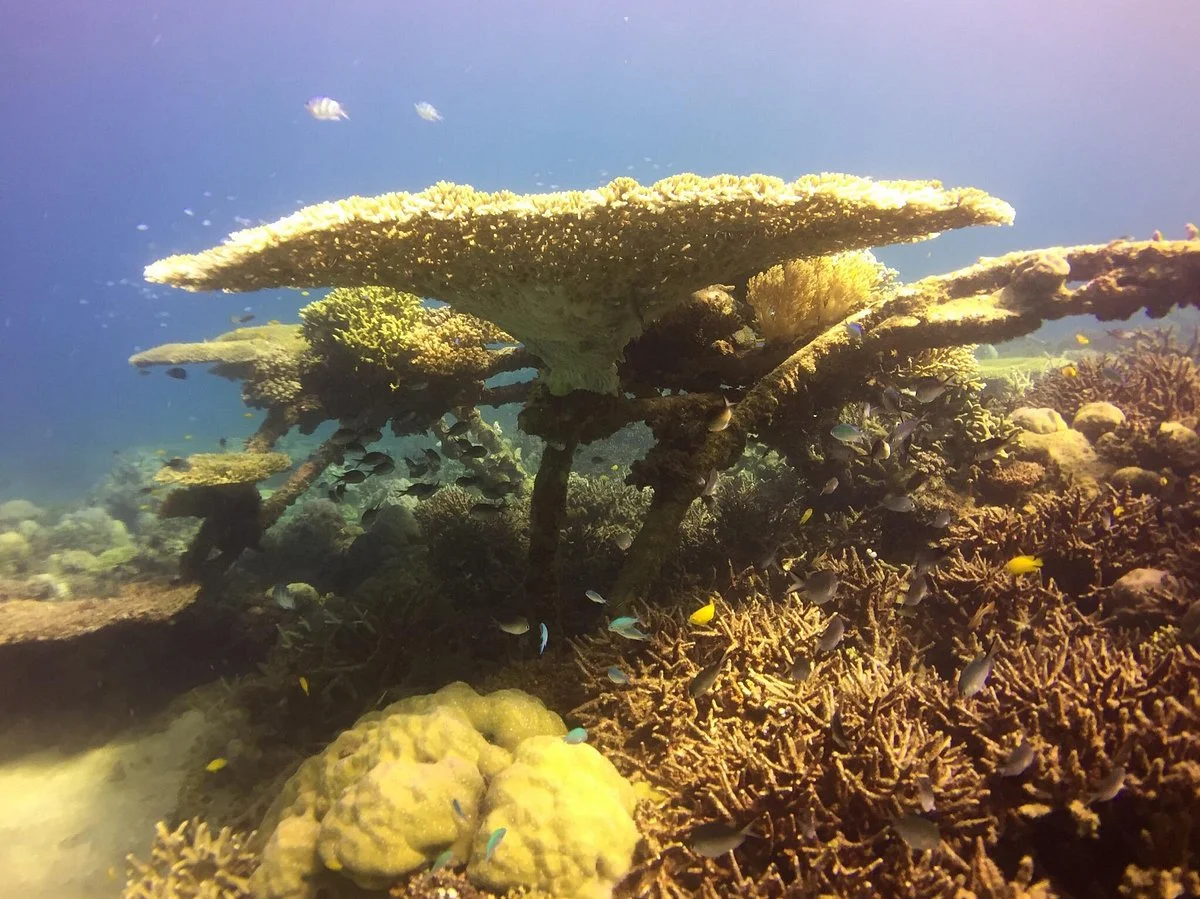 Biorock Pemuteran bali