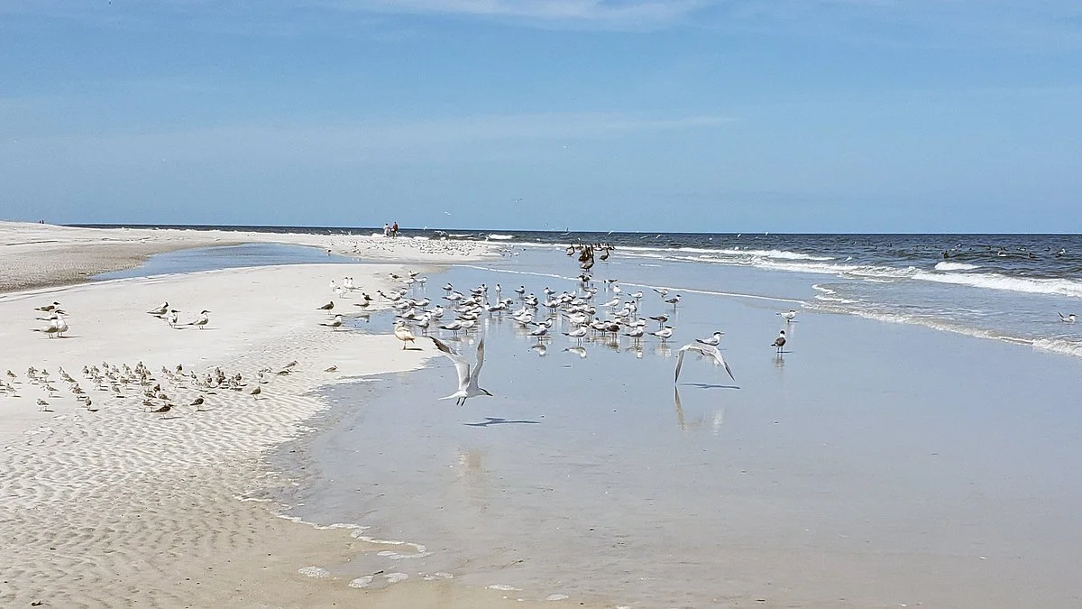 Amelia Island State Park