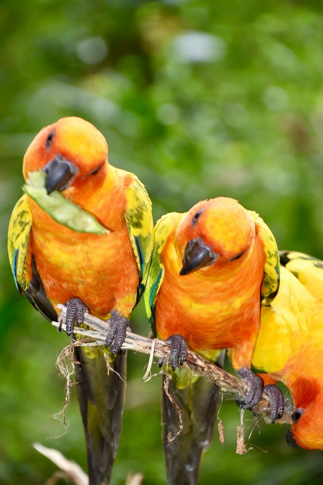 Parotte Ville Bird Sanctuary