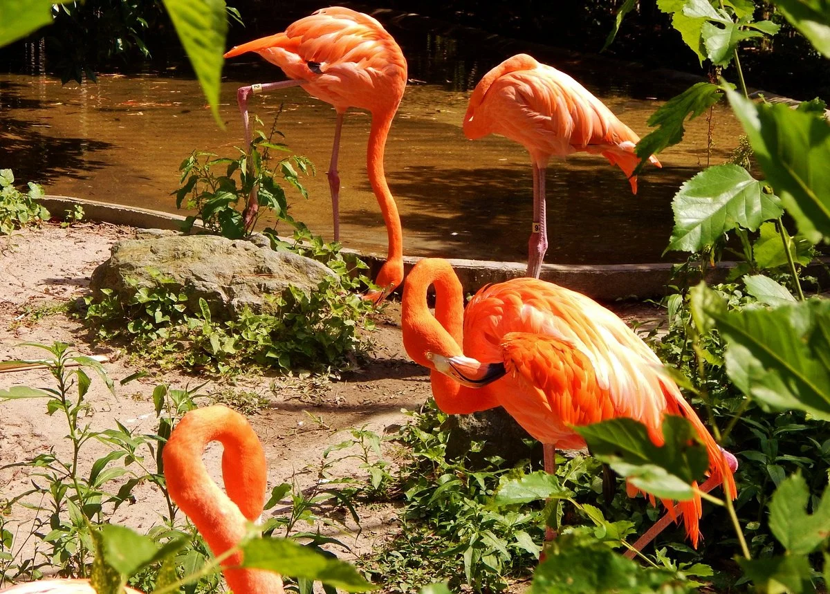 Salisbury Zoo