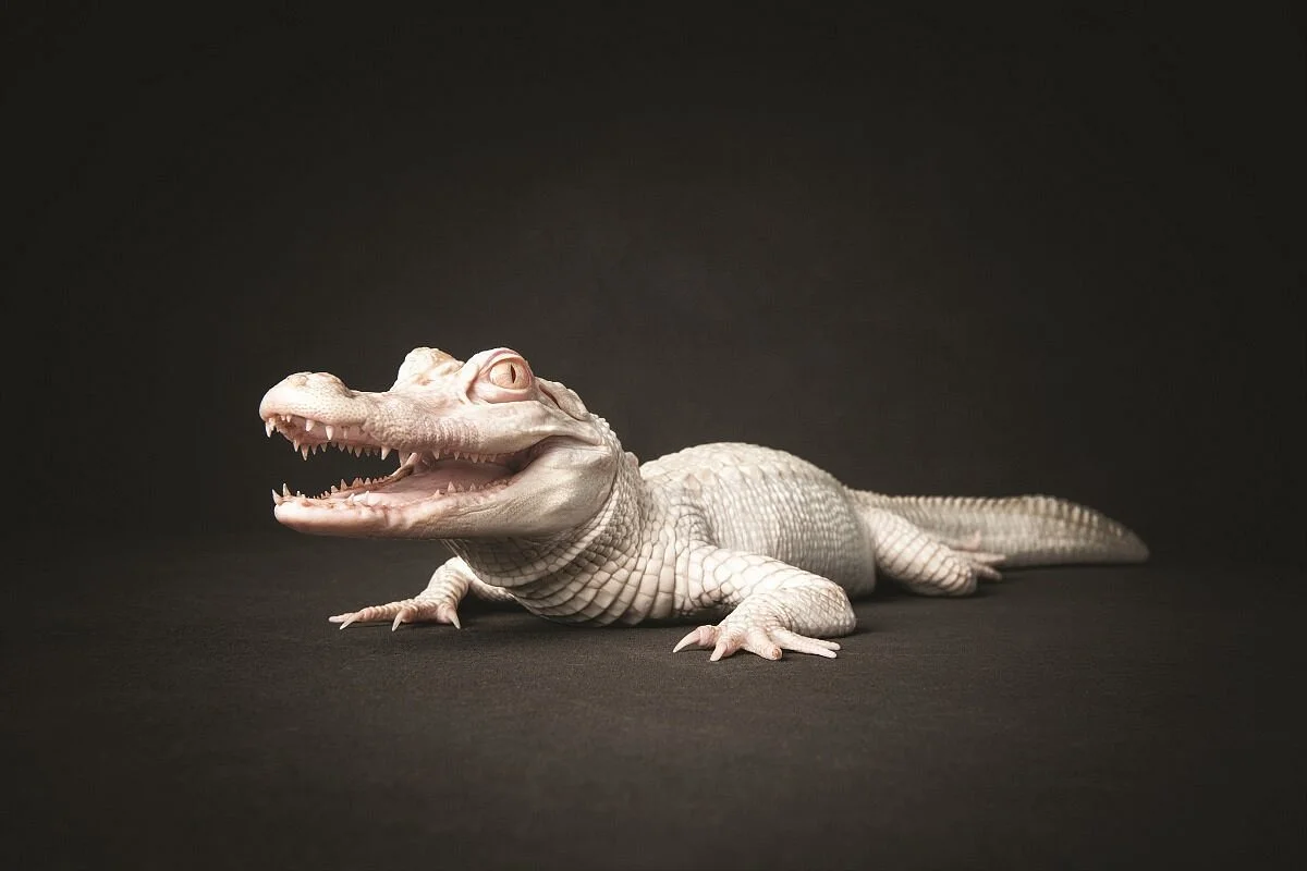 Alligator & Wildlife Discovery Center