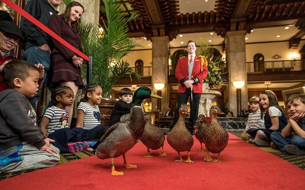 The Peabody Ducks