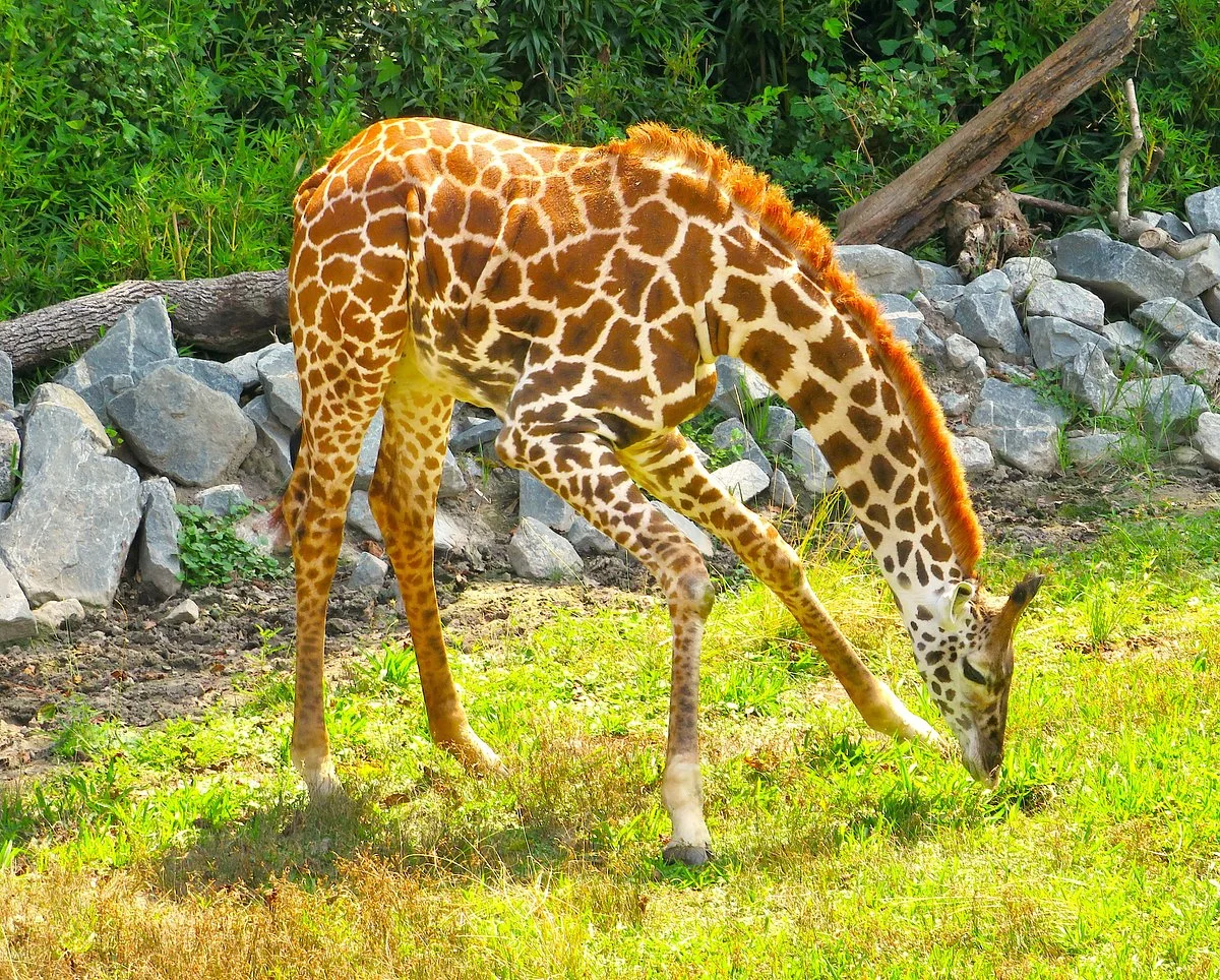 Virginia Zoo