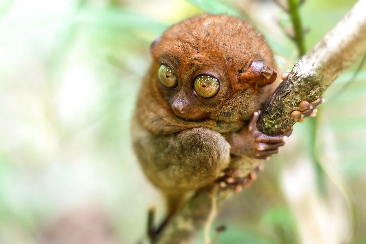 Philippine Tarsier and Wildlife Sanctuary
