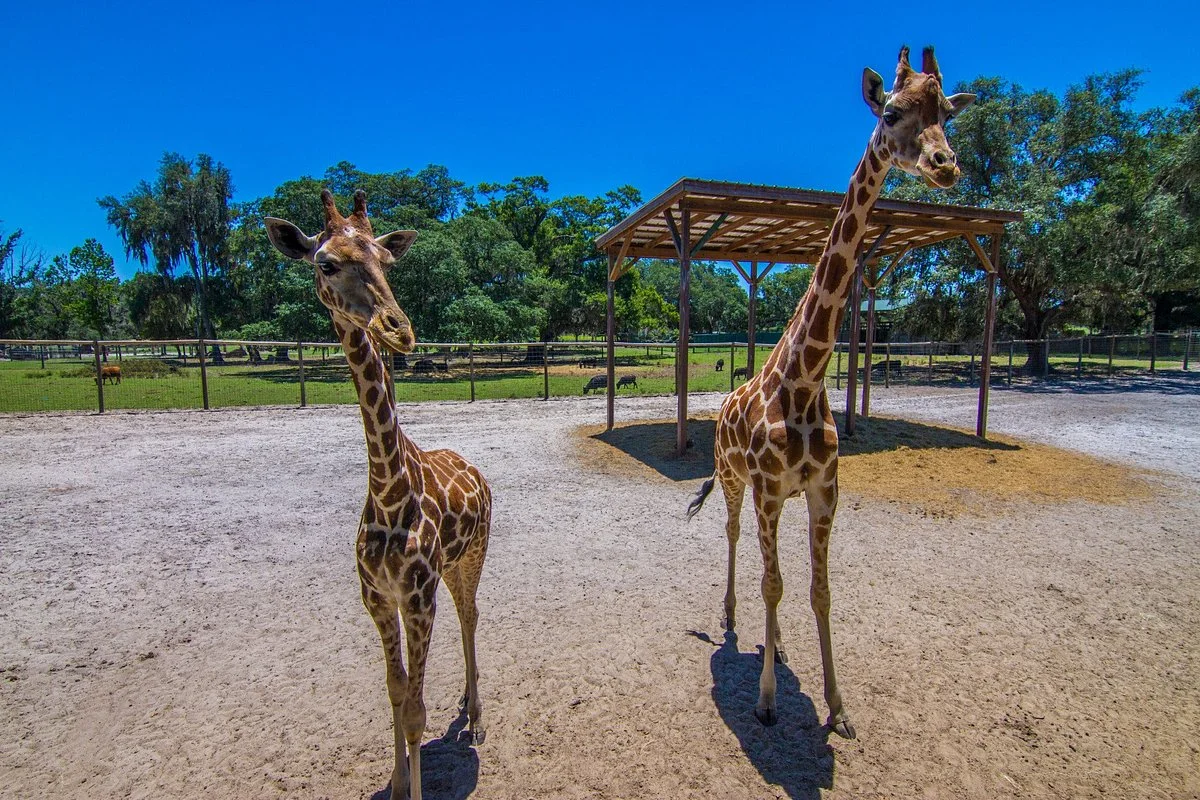 Giraffe Ranch