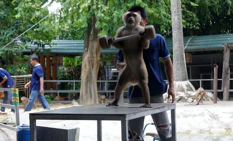 Phuket Monkey School