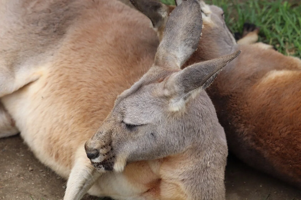 Kangaroo Creek Farm