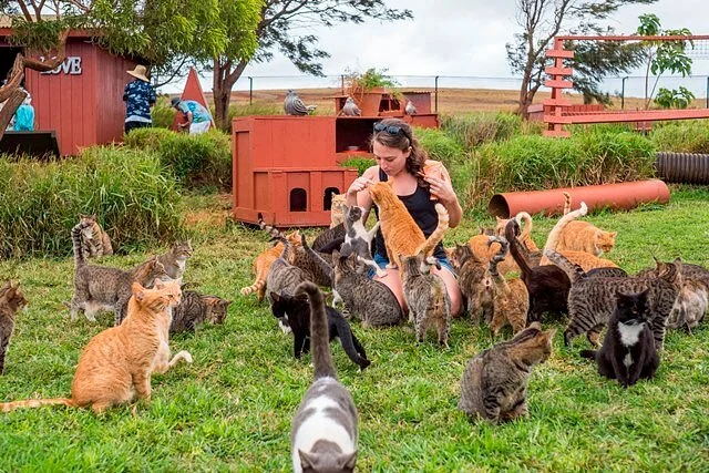 Lanai Cat Sanctuary