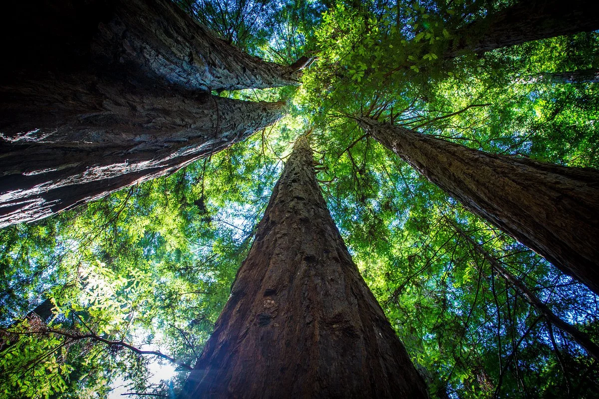 Armstrong Redwood State Reserve