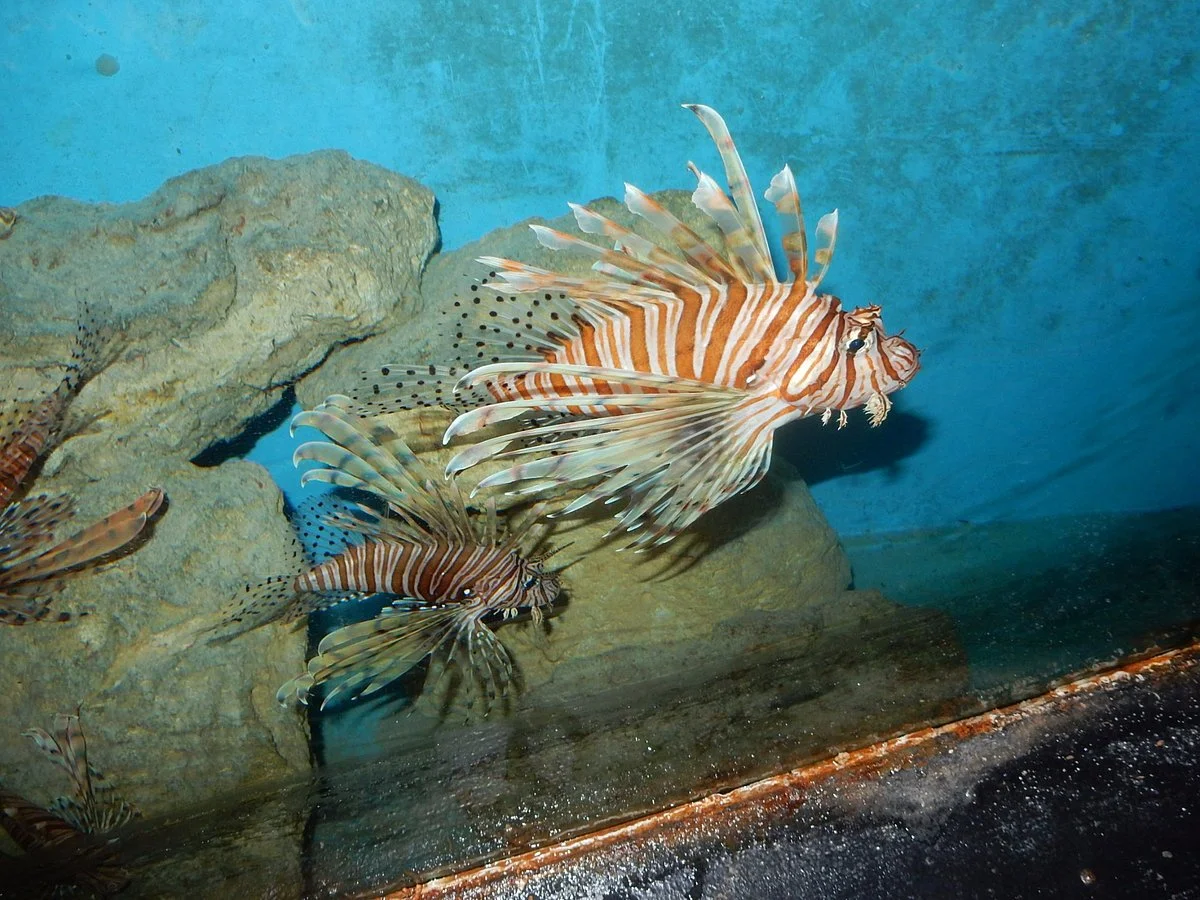 Tarpon Springs Aquarium and Animal Sanctuary