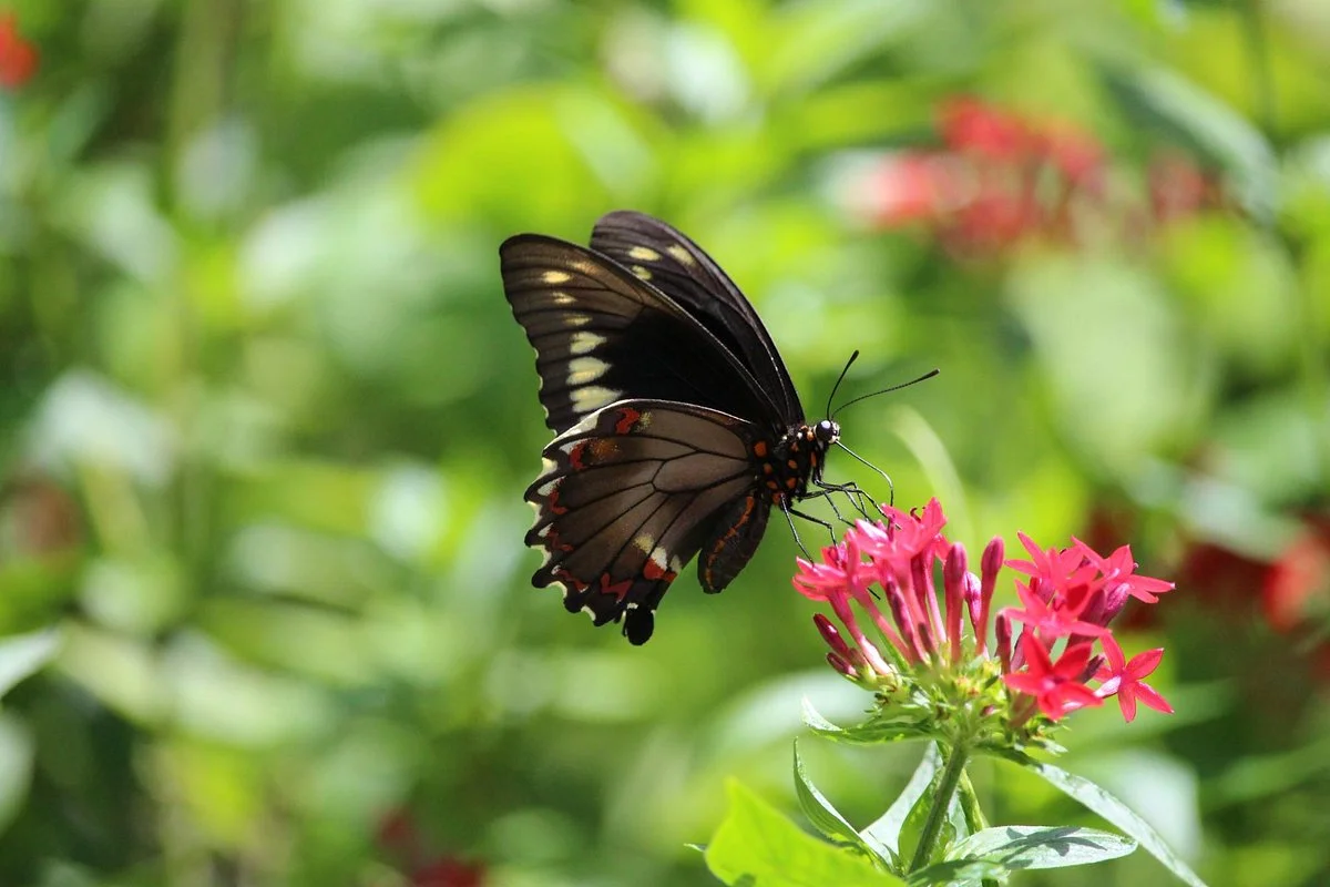 Nature Coast Botanical Gardens & Nursery