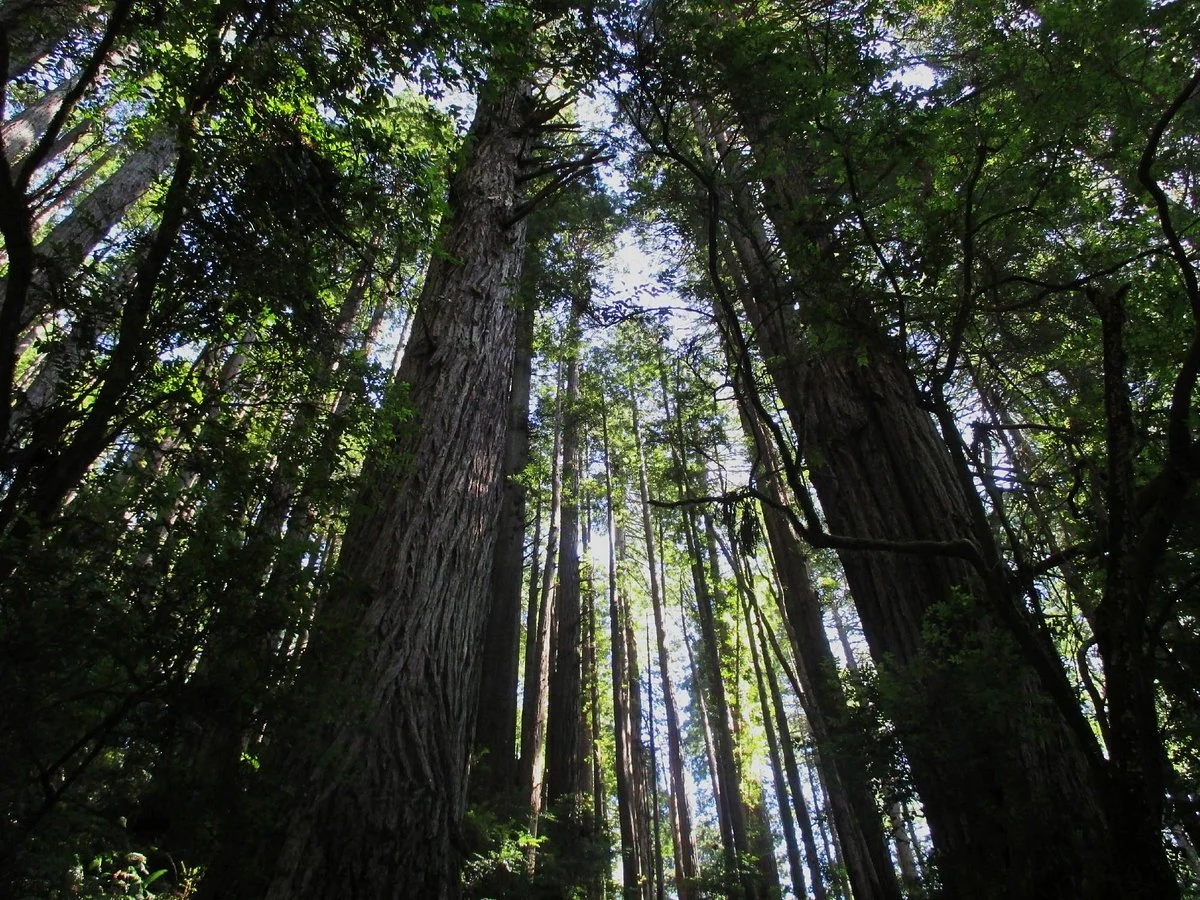 Trees of Mystery
