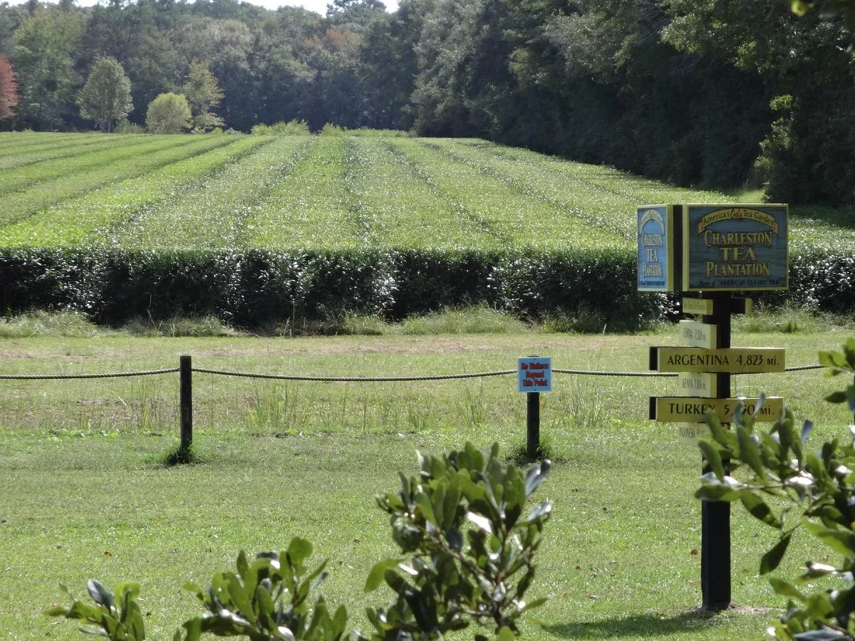 Charleston Tea Garden