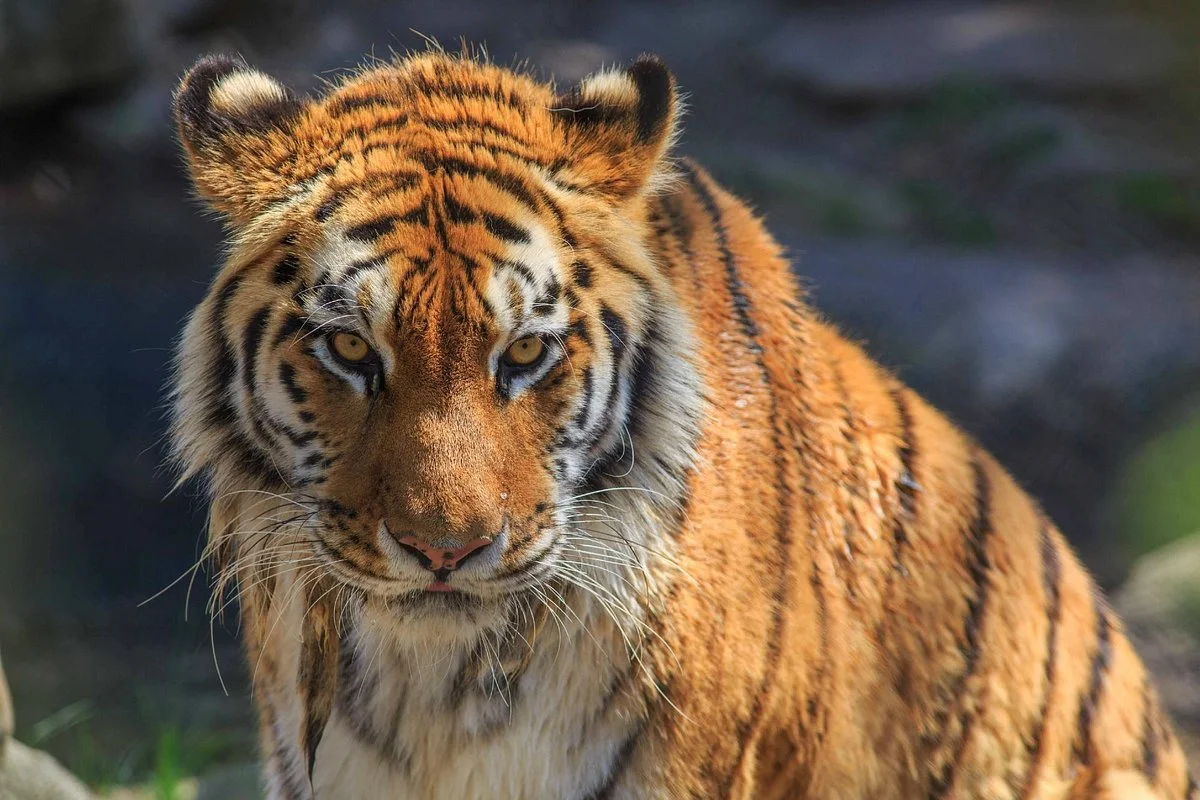 Beardsley Zoo