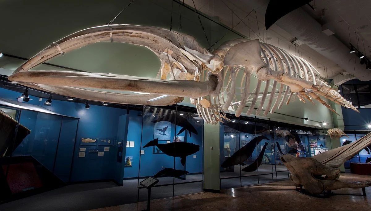 New Brunswick Museum