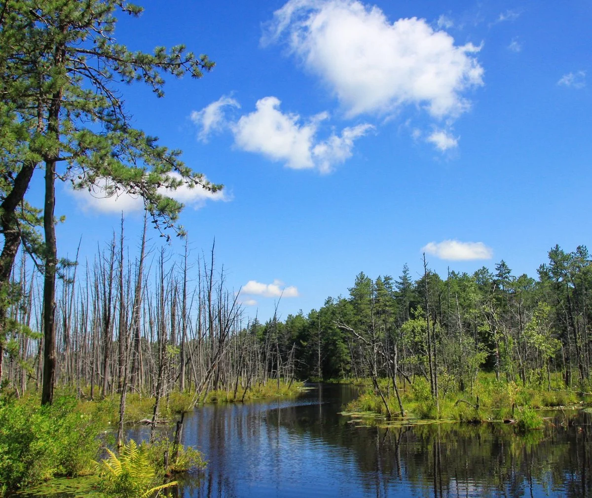 New Jersey Pinelands National Reserve