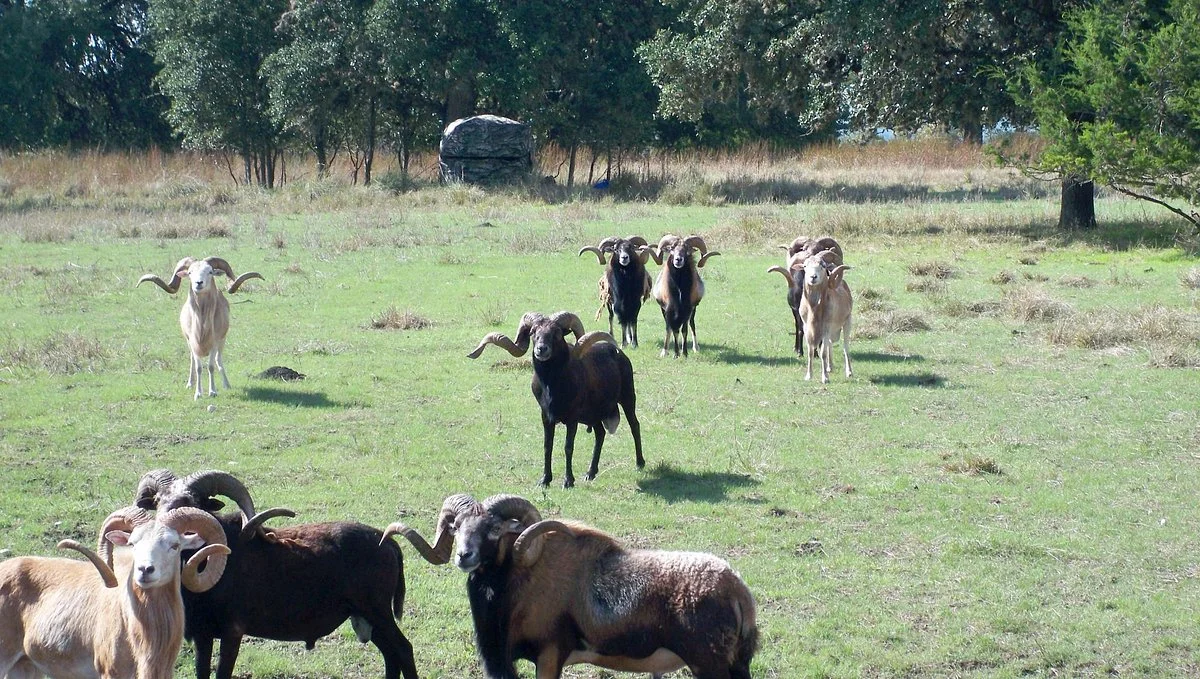 Von Netzer Ranch