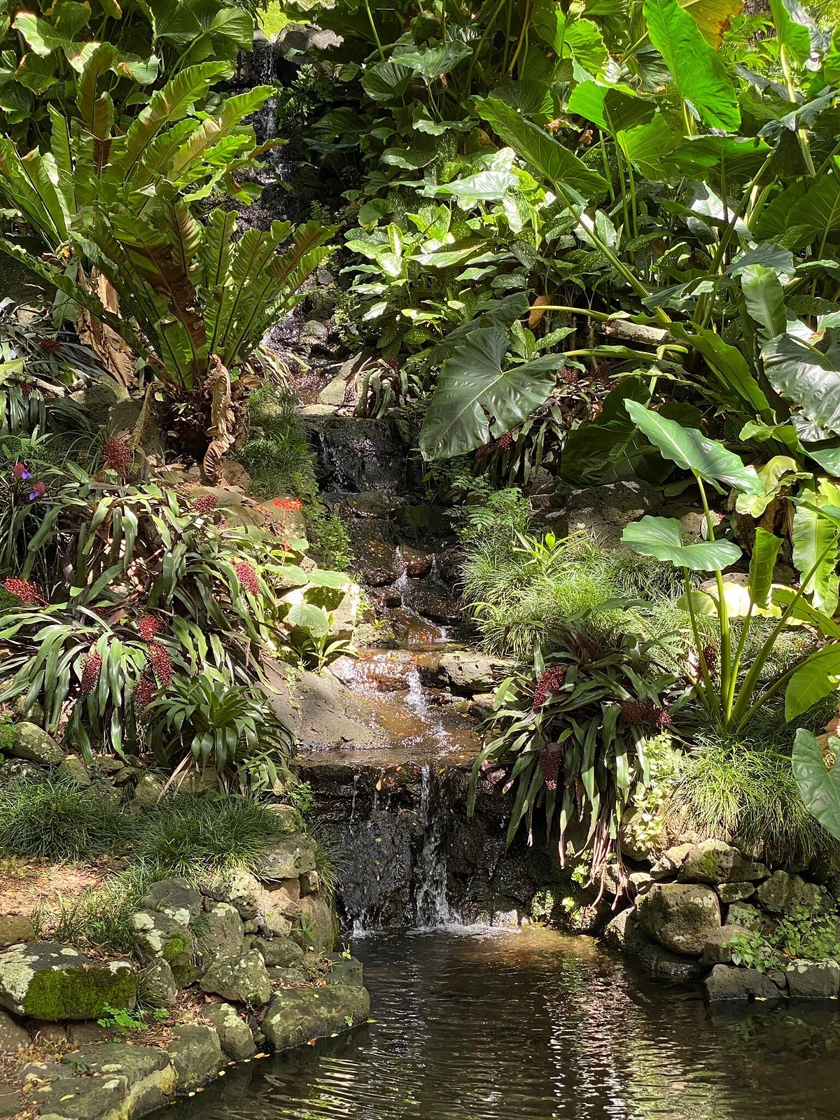 National Tropical Botanical Garden