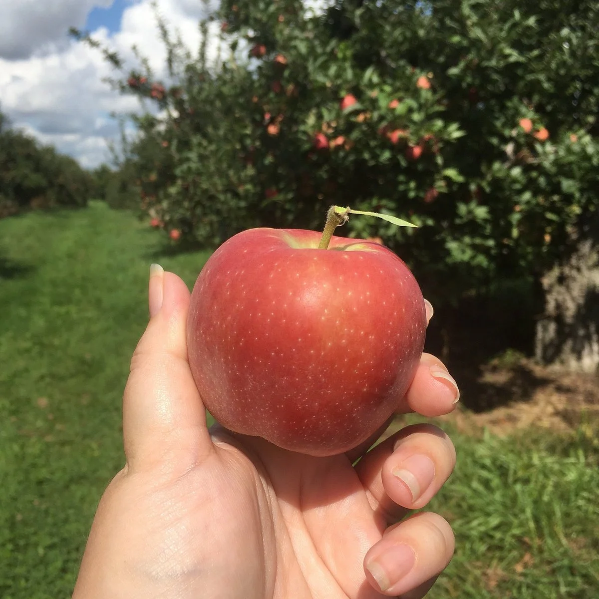 The Big'r Apple Farm