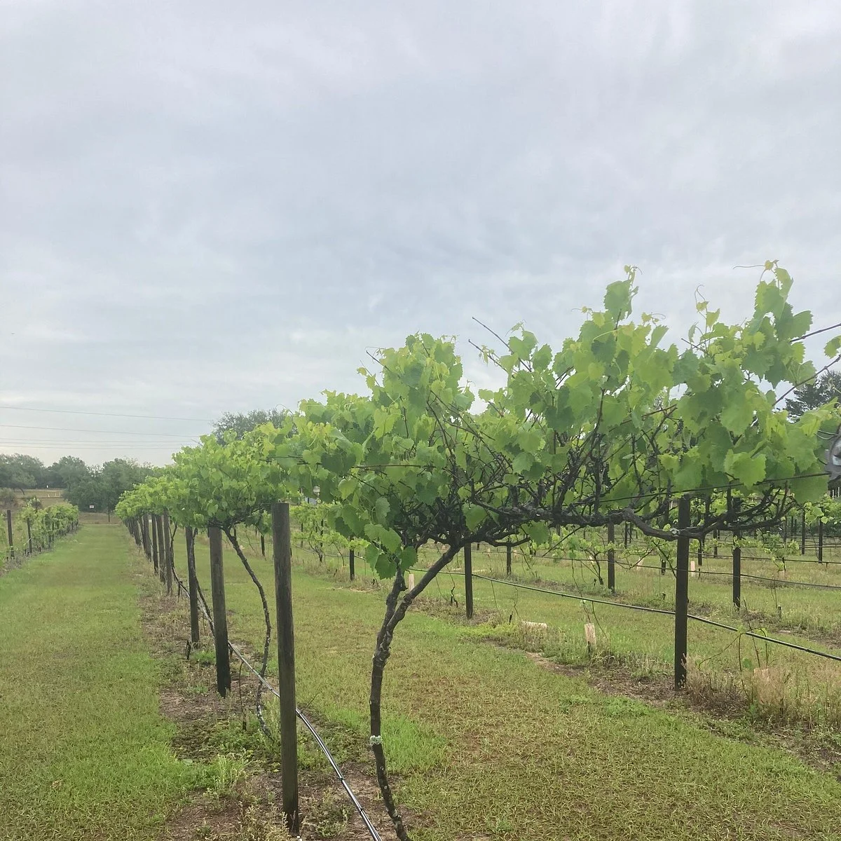 Hutchinson Farm Winery