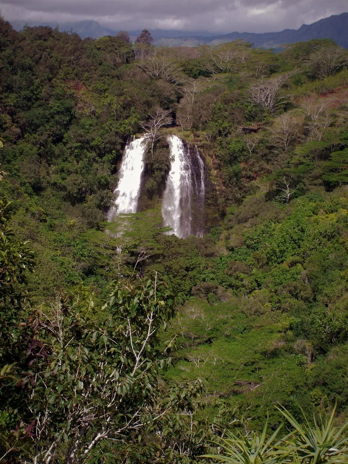 Robert's Hawaii