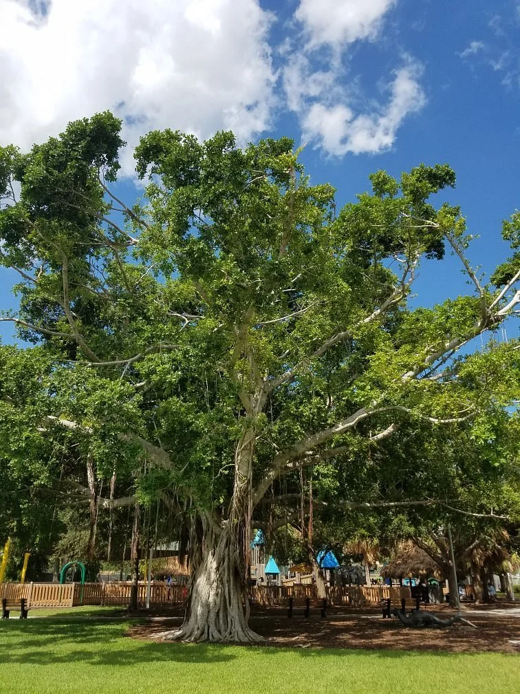 Cambier Park