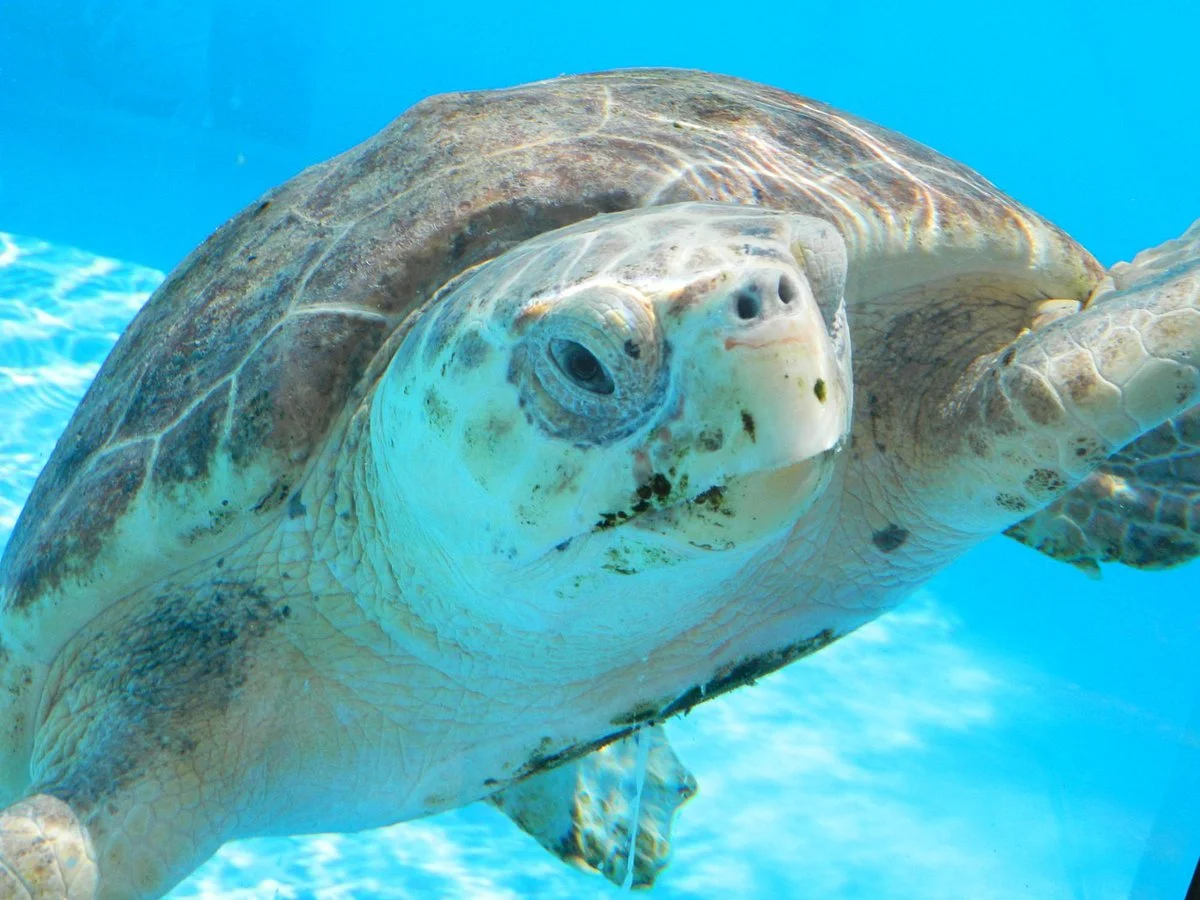 Loggerhead Marinelife Center