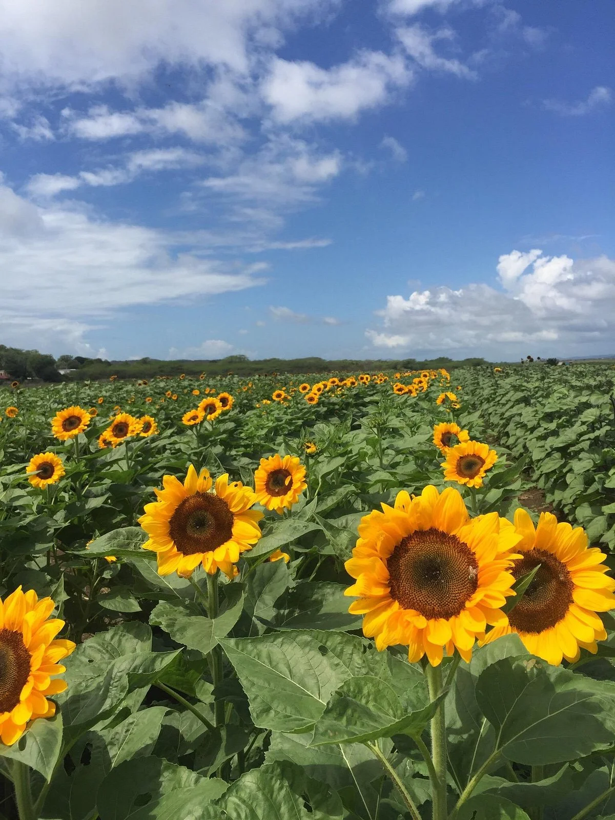 Finca El Girasol