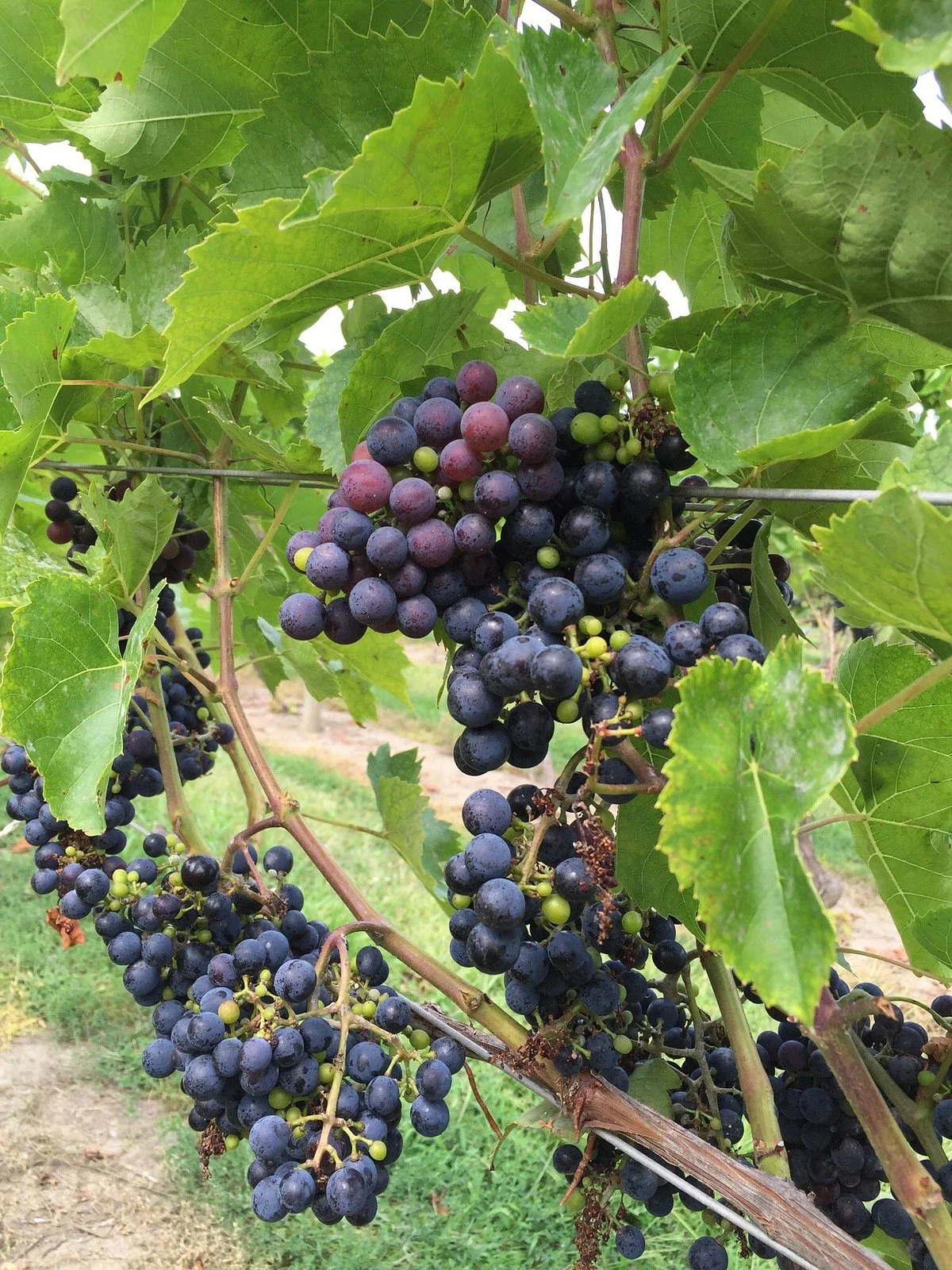 Carolyn's Sakonnet Vineyard