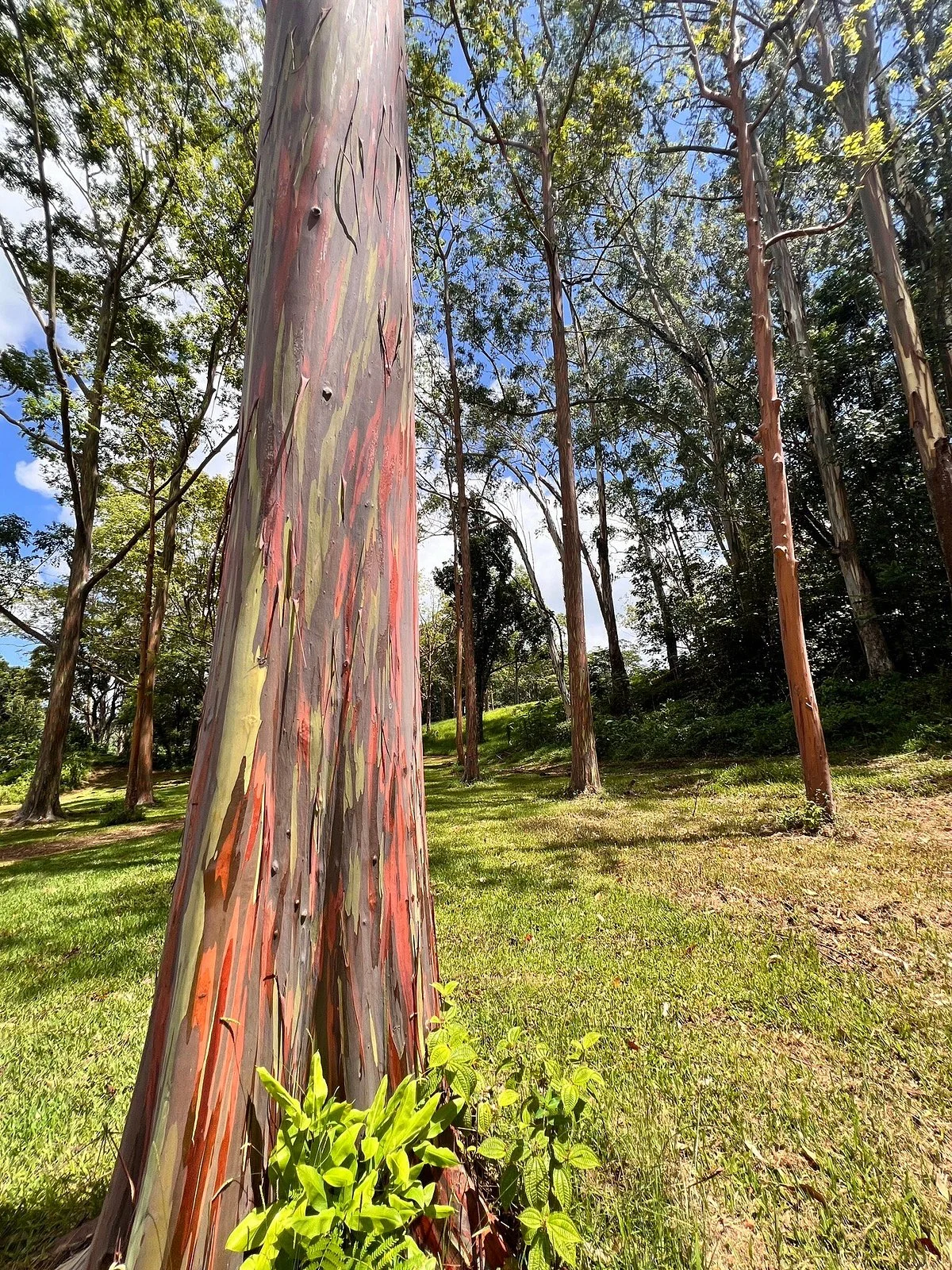 Keahua Arboretum
