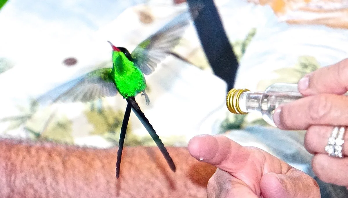 Rocklands Bird Sanctuary ( Montego Bay)
