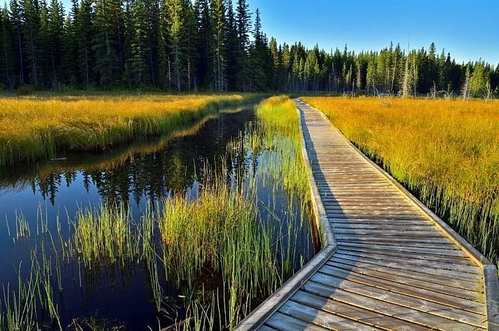 The Beaver Boardwalk