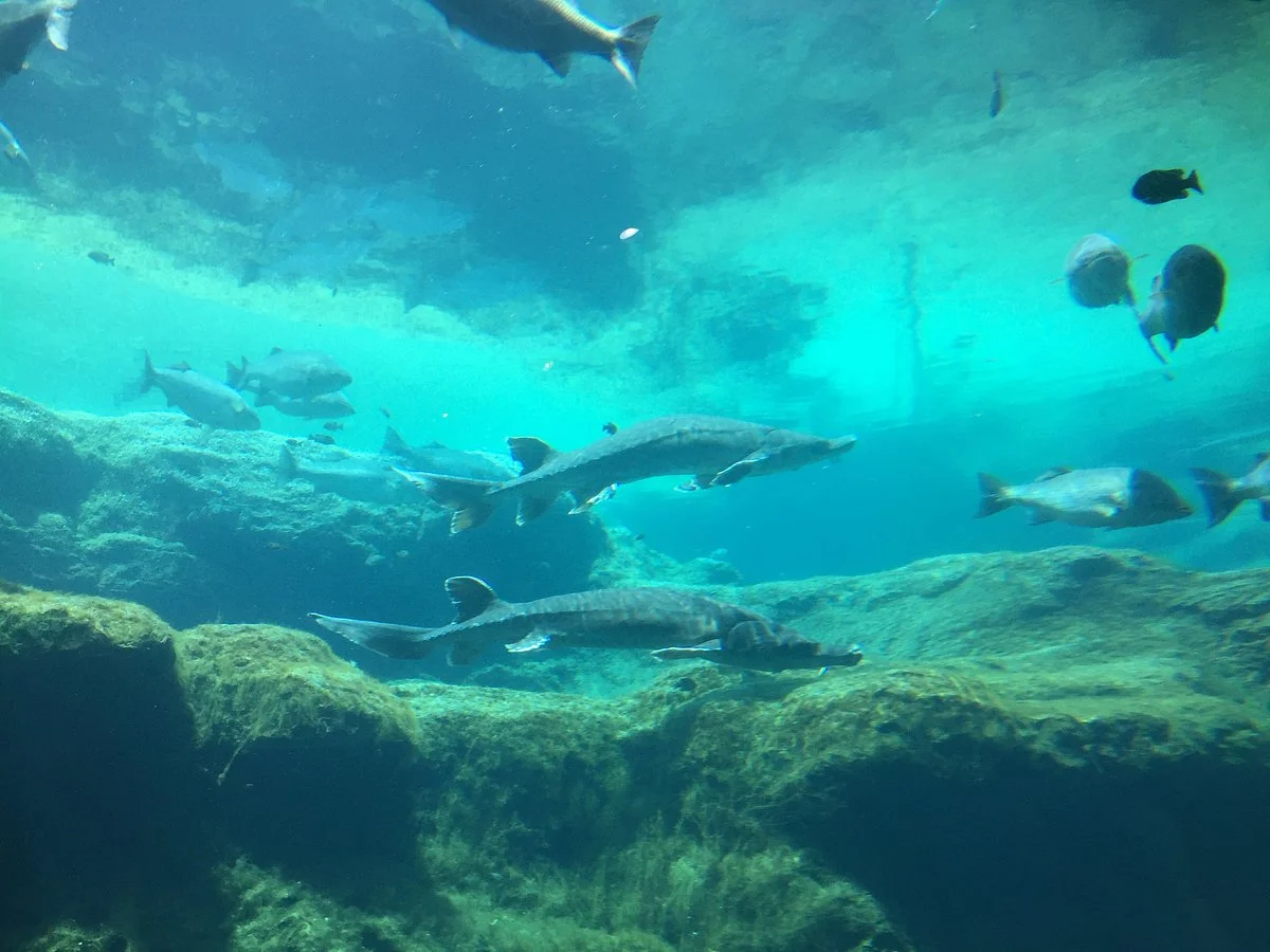 Flint RiverQuarium