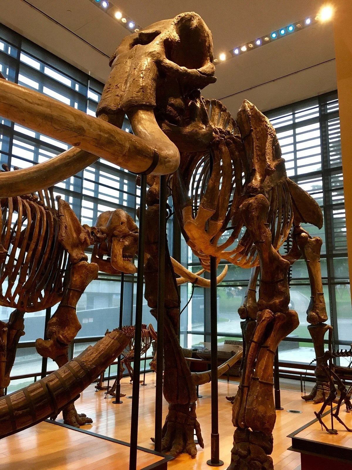 Amherst College Museum of Natural History