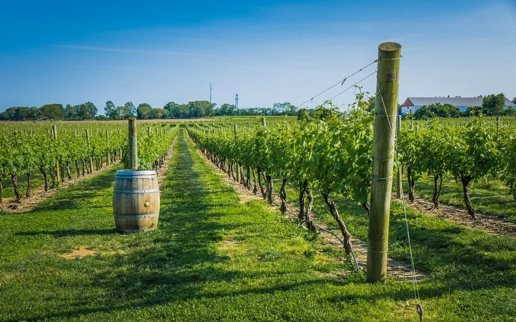 Newport Vineyards