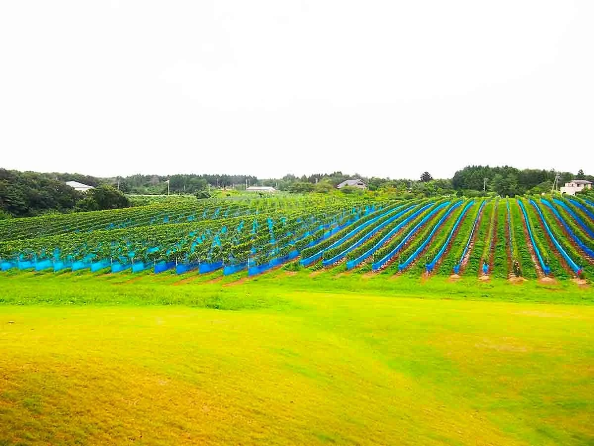 Noto Wine