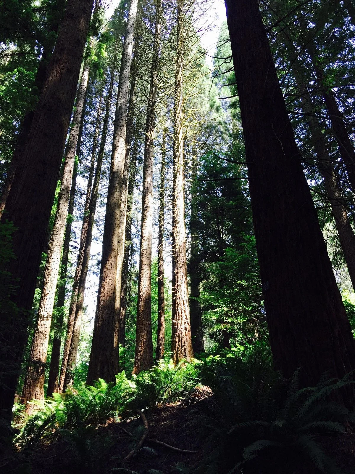Hoyt Arboretum