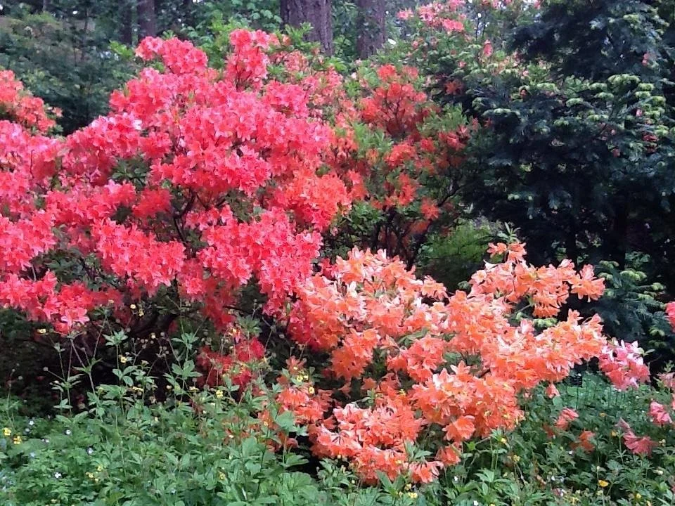 Rhododendron Species Botanical Garden