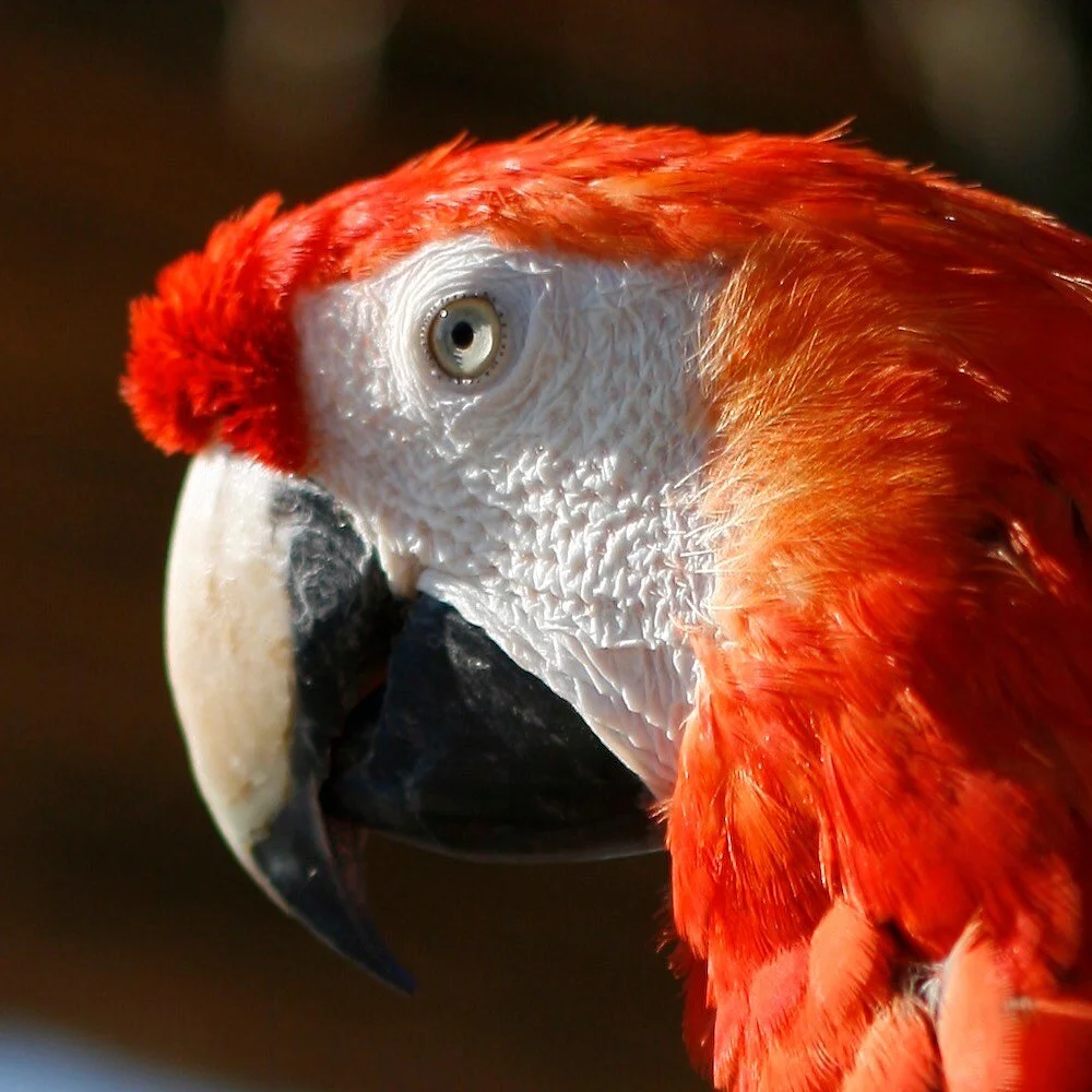 The Creature Conservancy