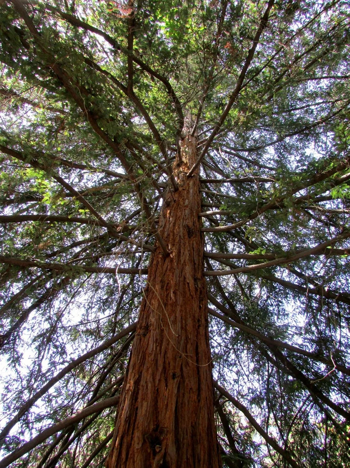 California Botanic Garden
