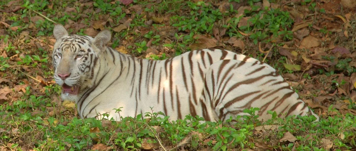 Indira Gandhi Zoological Park